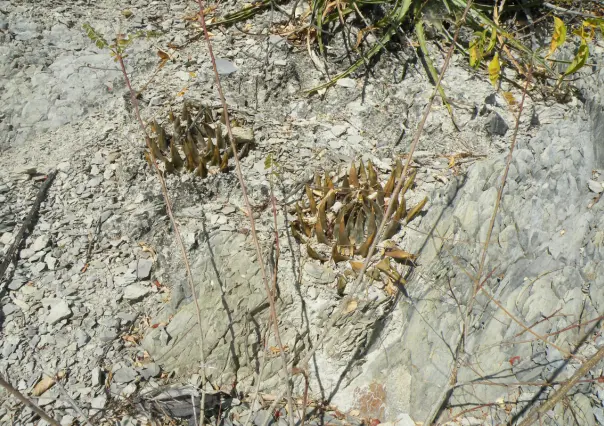 Este es el cactus nativo de Tamaulipas capaz de crecer entre las rocas