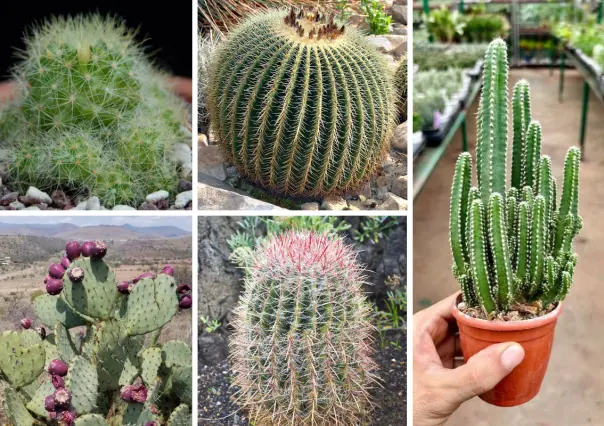 5 cactus ideales para sembrar en el jardín y que resisten las temperaturas extremas de Tamaulipas