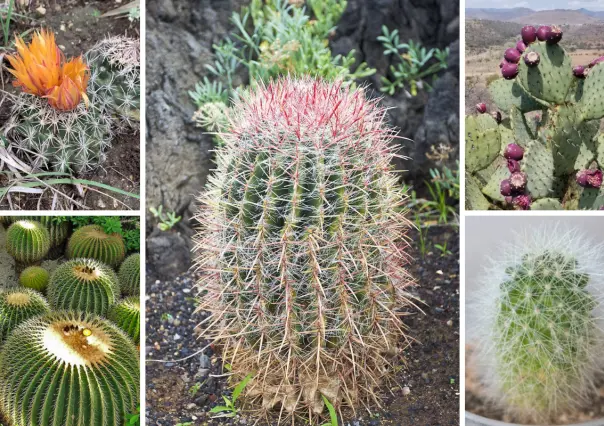5 cactus nativos de Tamaulipas ideales para tener en casa