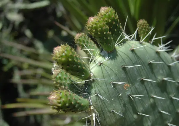 Este cactus nativo de Tamaulipas es ideal para bajar de peso