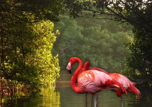 El proyecto ecoturístico en Dzinintún con ´guardianes´ para preservar los manglares