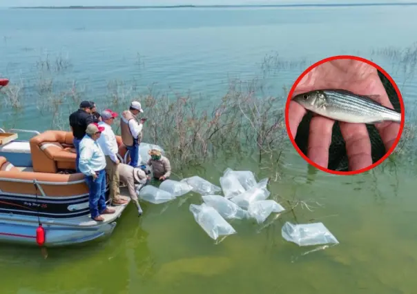 Liberación de 30 mil alevines de lobina en la presa Vicente Guerrero