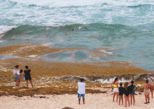 ¿De dónde viene el sargazo que invade Playa del Carmen, en Quintana Roo?