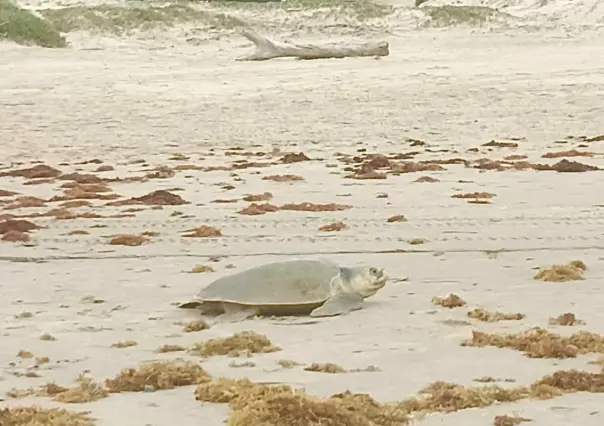 Más de 700 tortugas Lora encuentran refugio en playa Miramar durante la temporada de anidación
