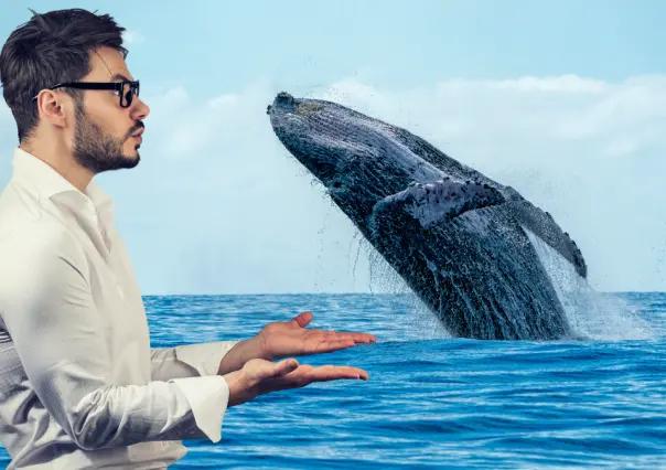 Por esta razón no llegan ballenas a las costas de Yucatán