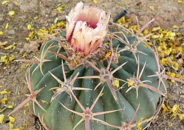 Este es el cactus más peligroso del semidesierto de Tamaulipas