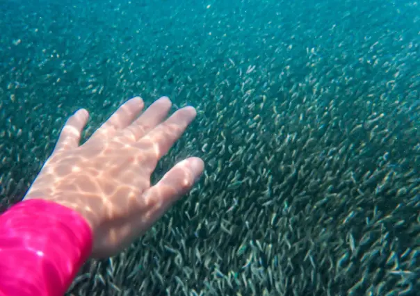 Buzo capta millones de anchoas en costa de Playa Miramar