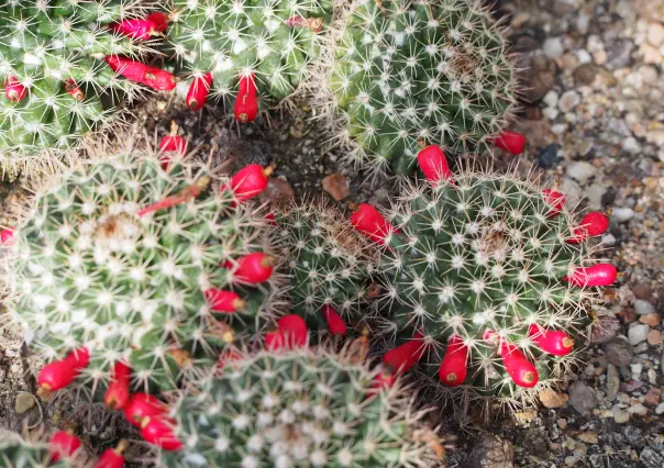 El cactus de Durango que produce chiles dulces y es una especie protegida