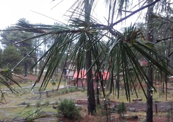 ¿Irás al bosque de Durango? NO hagas esto si te sorprende una tormenta eléctrica