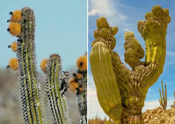 El cactus gigante de BCS que vive siglos y sobrevive con medio vaso de lluvia al año