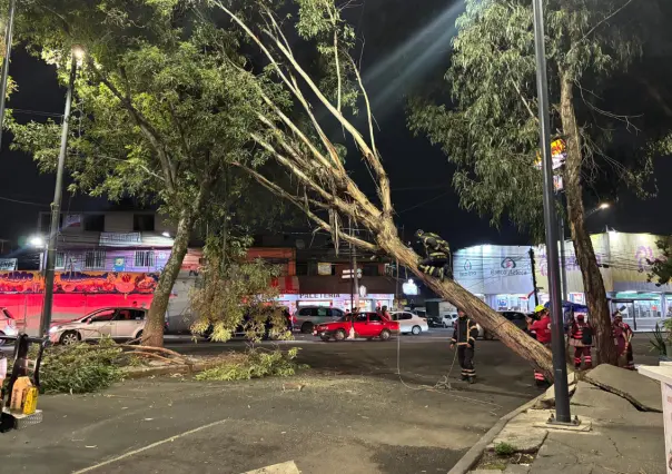 Caída de árbol bloquea la vialidad en la alcaldía Álvaro Obregón en CDMX