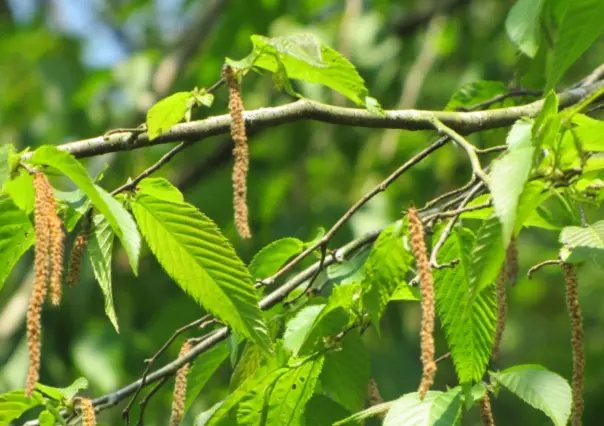 El árbol nativo de Durango cuya madera es usada para mangos de herramientas