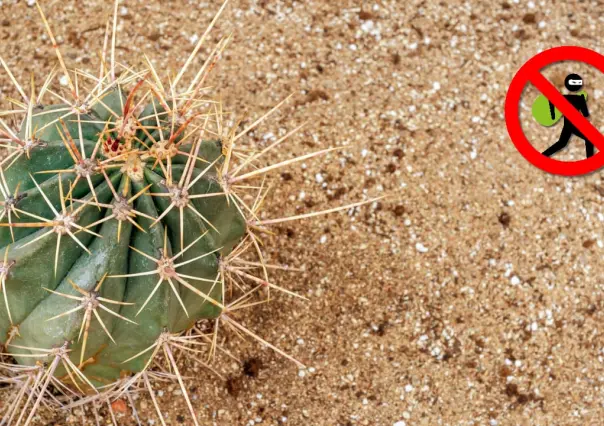 Los cactus de Durango y la razón por la que no debes llevarlo a casa desde el campo