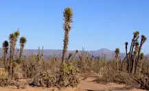 Esta especie nativa de Coahuila es asesinada en la caza deportiva