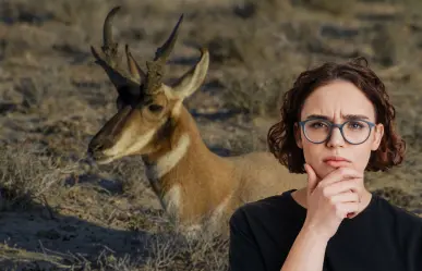 El animal nativo de BCS en peligro de extinción solo vive en el Desierto de Vizcaíno