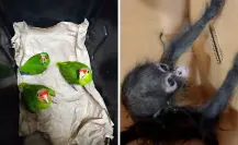 Seguridad en Yucatán: vinculan a proceso a 3 personas por tráfico de especies protegidas en el estado