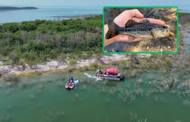 Liberarán 10 mil alevines de lobina negra en la Presa Vicente Guerrero de Tamaulipas