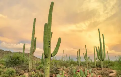 Fomentan en Tamaulipas conservación del tesoro del altiplano