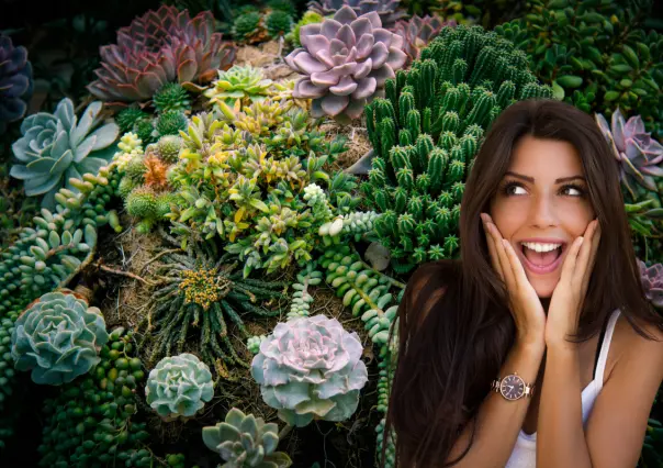 ¿Cuál es la diferencia entre una suculenta y un cactus?