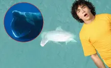 ¡Ni tiburón ni ballena! Científicos revelan la especie del enorme pez varado en Yucatán