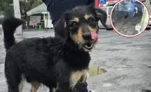 Tras el robo de su cobija, el perrito de Iztapalapa fue adoptado y ahora se llama Blacky Tras el robo de su cobija, el perrito de Iztapalapa fue adoptado y ahora se llama Blacky