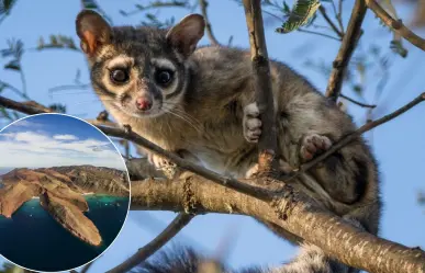 La especie endémica de BCS que solo vive en Isla Espíritu Santo y pocos conocen