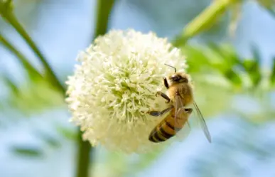Ataque de abejas en Puebla deja 20 lesionados; un niño fue hospitalizado