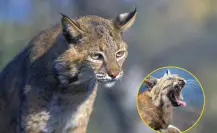 Animales nativos de Coahuila, este es el gato salvaje que recorre las montañas
