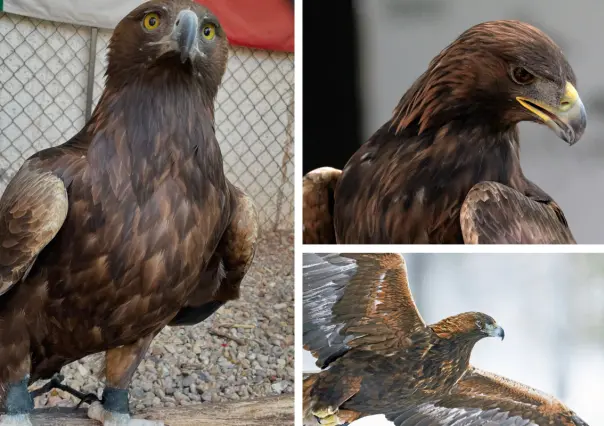 Animales nativos en Coahuila; el águila real, símbolo nacional