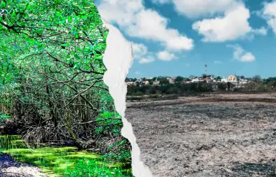 Manglares del sur de Tamaulipas: denuncian, ecocidio y una sentencia que nadie cumple