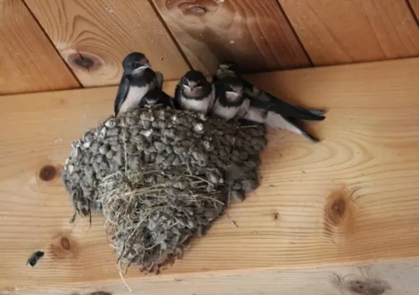 Animales nativos de Coahuila, esta es el ave que anuncia la primavera