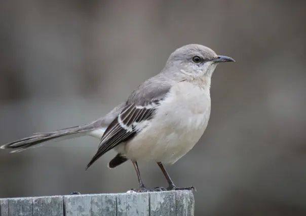 Animales nativos de Coahuila, ¿un pájaro que tiene diferentes cantos?