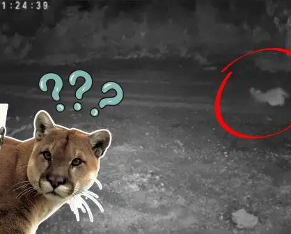 VIDEO|Puma que cazó un gato en Monterrey reaparece con signos de sarna en El Barrial