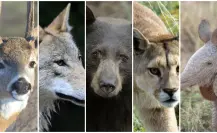 5 mamíferos nativos de Durango que habitan en su extenso bosque 5 mamíferos nativos de Durango que habitan en su extenso bosque