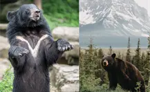 El animal nativo más grande de Tamaulipas que puede llegar a pesar hasta 270 kilos El animal nativo más grande de Tamaulipas que puede llegar a pesar hasta 270 kilos