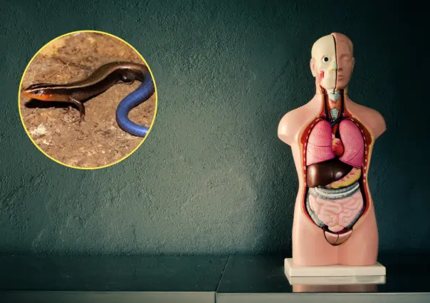 Animal nativo de Coahuila, este podría vivir dentro de tu cuerpo