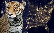 Este felino nativo de Tamaulipas es el más grande de América Este felino nativo de Tamaulipas es el más grande de América