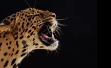 Este animal nativo de Tamaulipas tiene la mordida más poderosa entre los felinos Este animal nativo de Tamaulipas tiene la mordida más poderosa entre los felinos