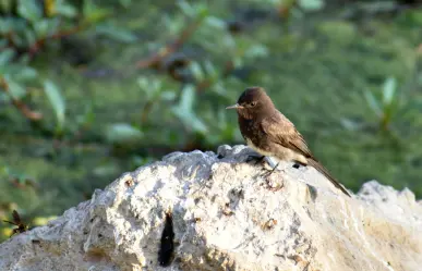 Animales nativos de Coahuila, ¿un pájaro que come moscas?