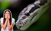 Animales nativos de Coahuila: las 3 serpientes más venenosas del territorio