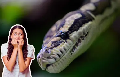 Animales nativos de Coahuila: las 3 serpientes más venenosas del territorio