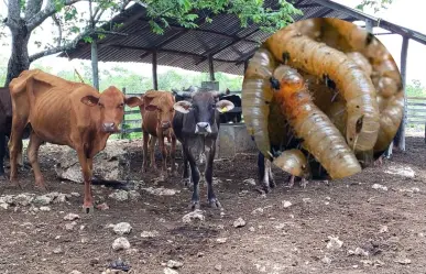 Gusano barrenador en Yucatán: detectan 7 nuevos casos
