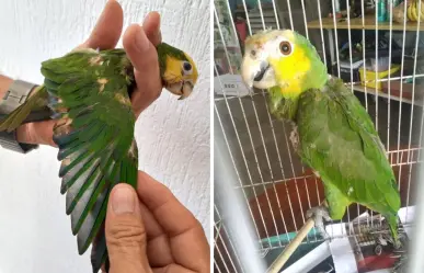Rescatan a dos loros en Yucatán con lesiones por decolorarles las plumas con químicos