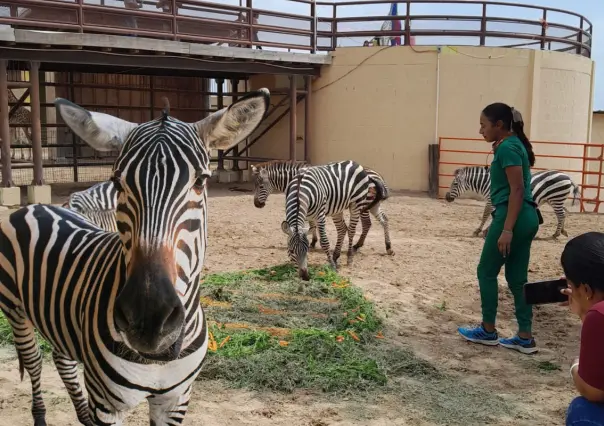 Nace cebra de tres colores en zoológico de Nuevo Laredo