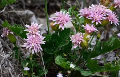Esta es una de las flores nativas más hermosas de Tamaulipas pero crece en una planta espinosa