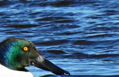Animal nativo de Coahuila; pato cucharón norteño, una especie fascinante