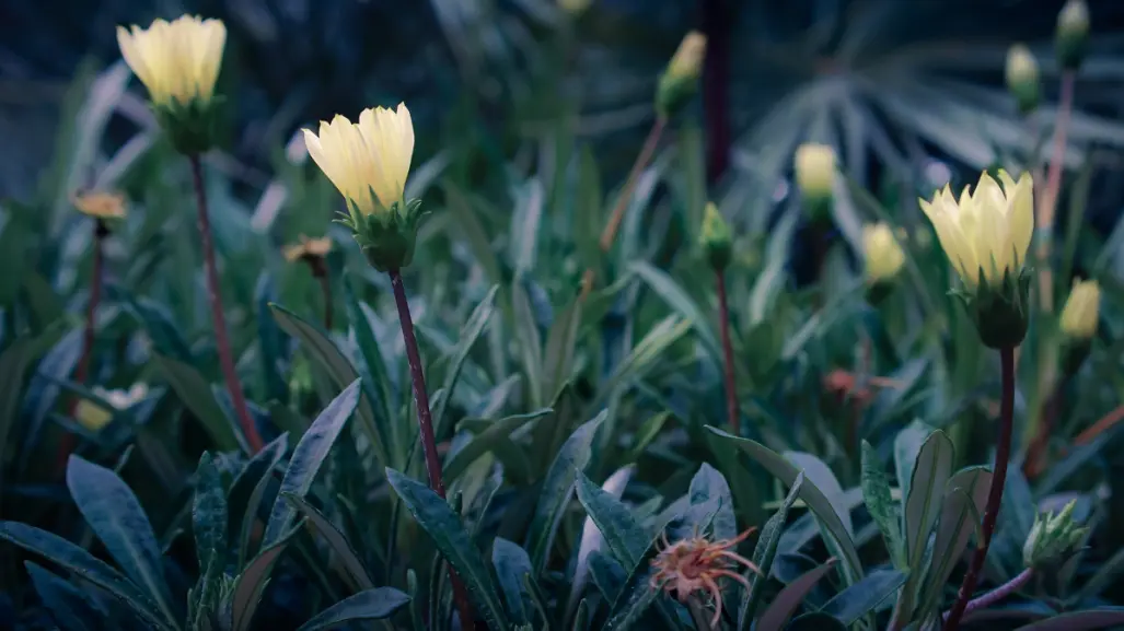 Animales nativos de Coahuila: conoce al polinizador nocturno que nadie quiere