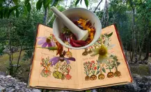 7 plantas medicinales mayas que puedes encontrar en Yucatán 7 plantas medicinales mayas que puedes encontrar en Yucatán