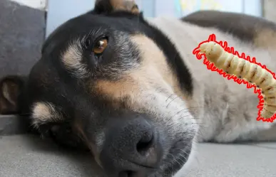 Gusano barrenador en Mérida: detectan nuevo caso en un perro