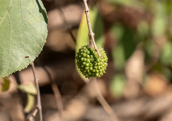 El árbol nativo de Durango cuyas hojas son útiles para alimentar al ganado durante sequías